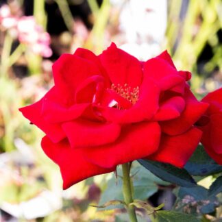 Rose 'Dizzy Heights' - Climbing Rose