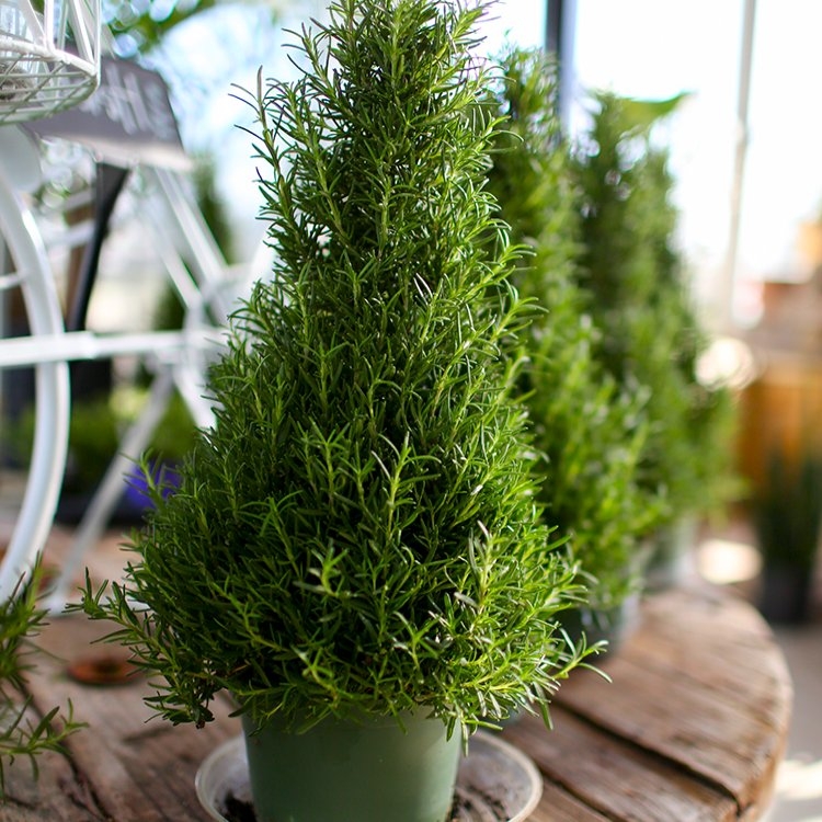 Rosemary 'Christmas Tree' Pyramid - Fragrant Rosmarinus Officinalis