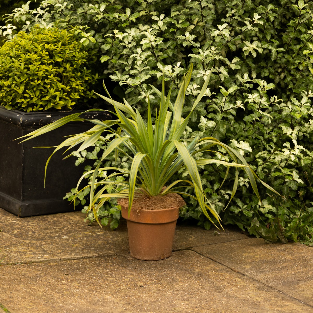 Yucca Recurvifolia 'Banana Split'