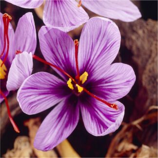 Saffron Crocus - Autumn Flowering Crocus Sativus - Pack of 40 Bulbs