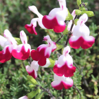 Salvia × Jamensis 'Cherry Lips' - Hot Lips Salvia - in Bud & Bloom