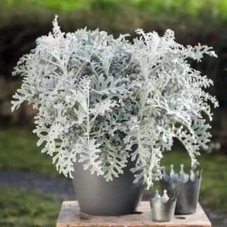 Silver Leaf Dusty Miller Plant - Senecio Cineraria 'Silver Dust'