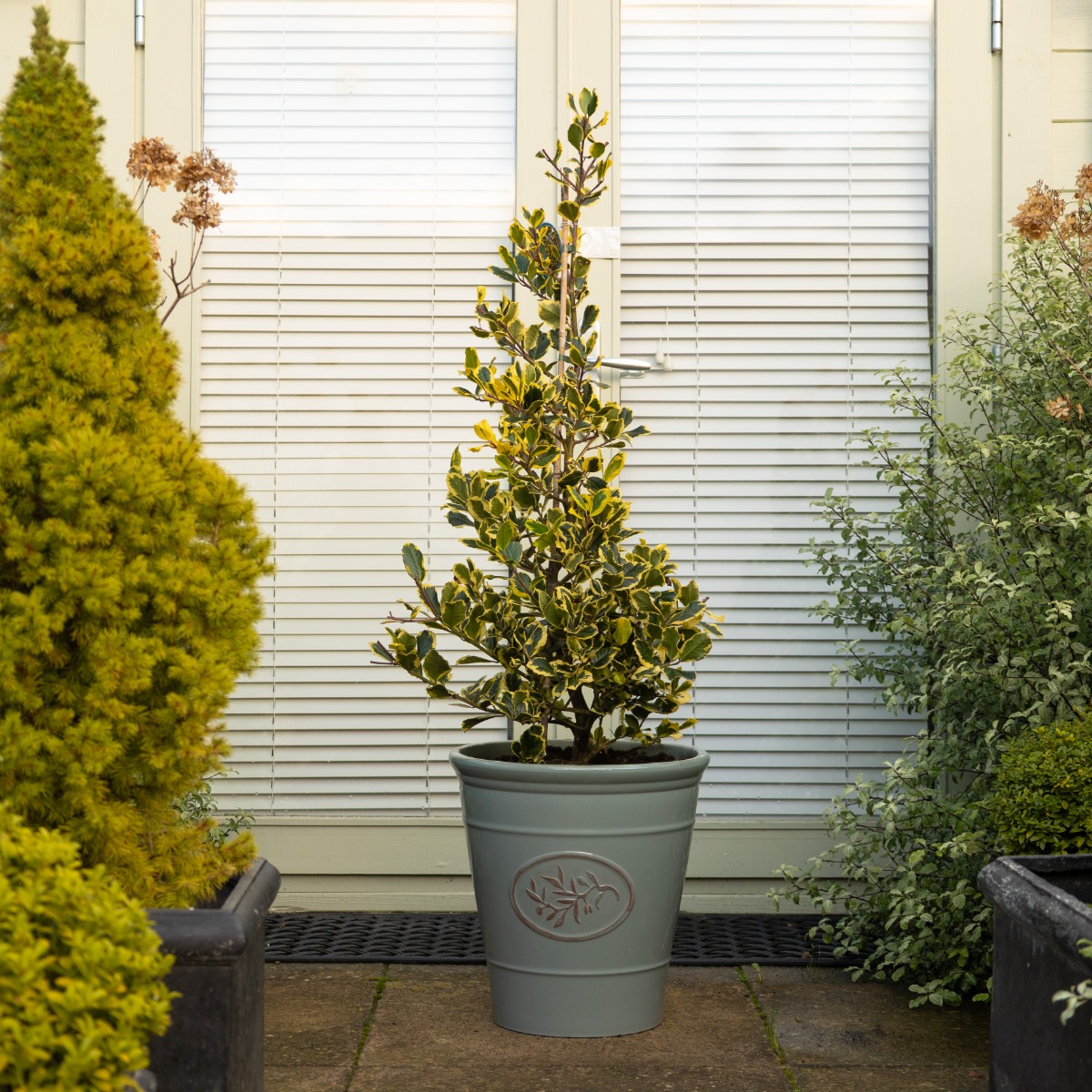 Ilex Golden King - Female Golden Variegated Holly -Large Bushy Circa 90-110m Specimen