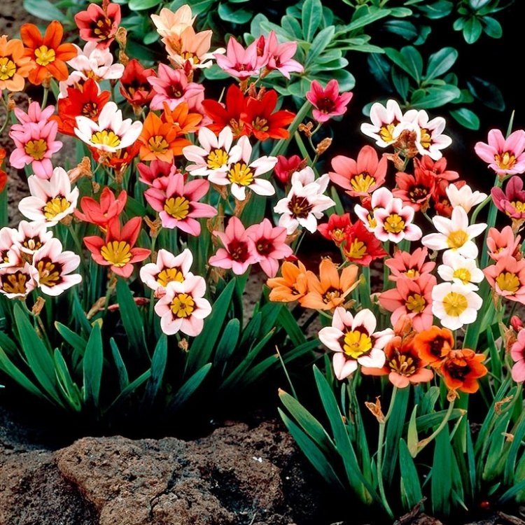 Sparaxis Harlequin Flower Mixture - Pack of 10 Bulbs
