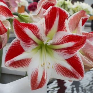 Amaryllis - Spartacus - Hippeastrum