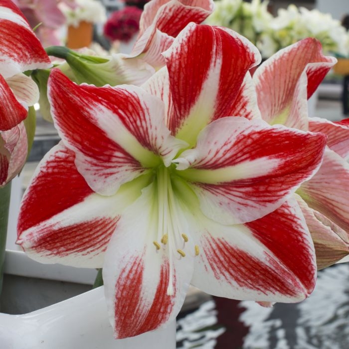 Amaryllis - Spartacus - Hippeastrum