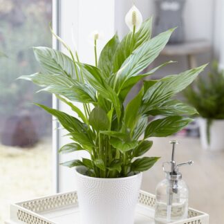 Spathiphyllum 'Alana' - Peace Lily in White Display Pot