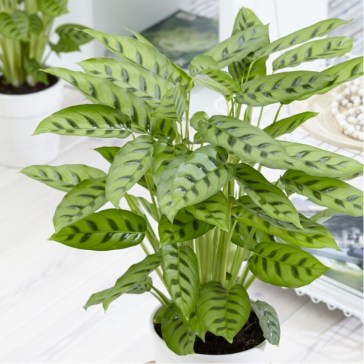 Calathea Leopardina
