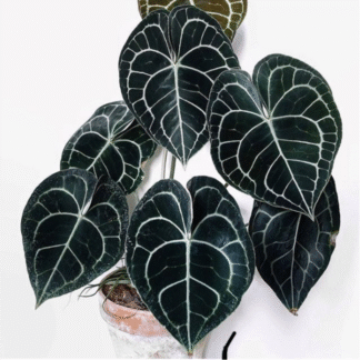 Anthurium Clarinervium
