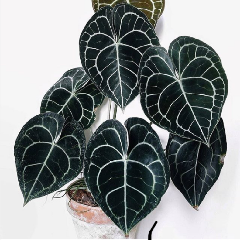 Anthurium Clarinervium