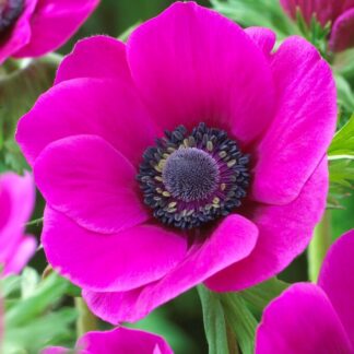 Anemone Coronaria Sylphide - Pack of Ten Bulbs