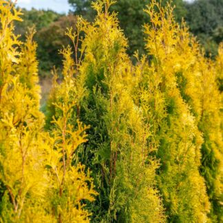White Cedar Hedge - Thuja Occidentalis Yellow Ribbon - Circa 80-100cm Conifer
