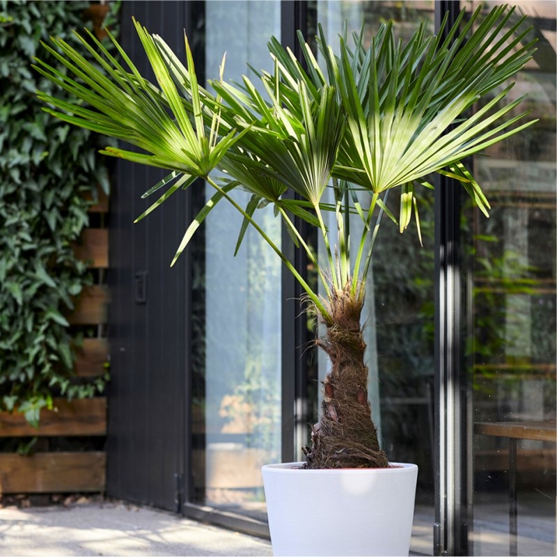 Trachycarpus Fortunei - Large Hardy Windmill Palm - 130-150cm
