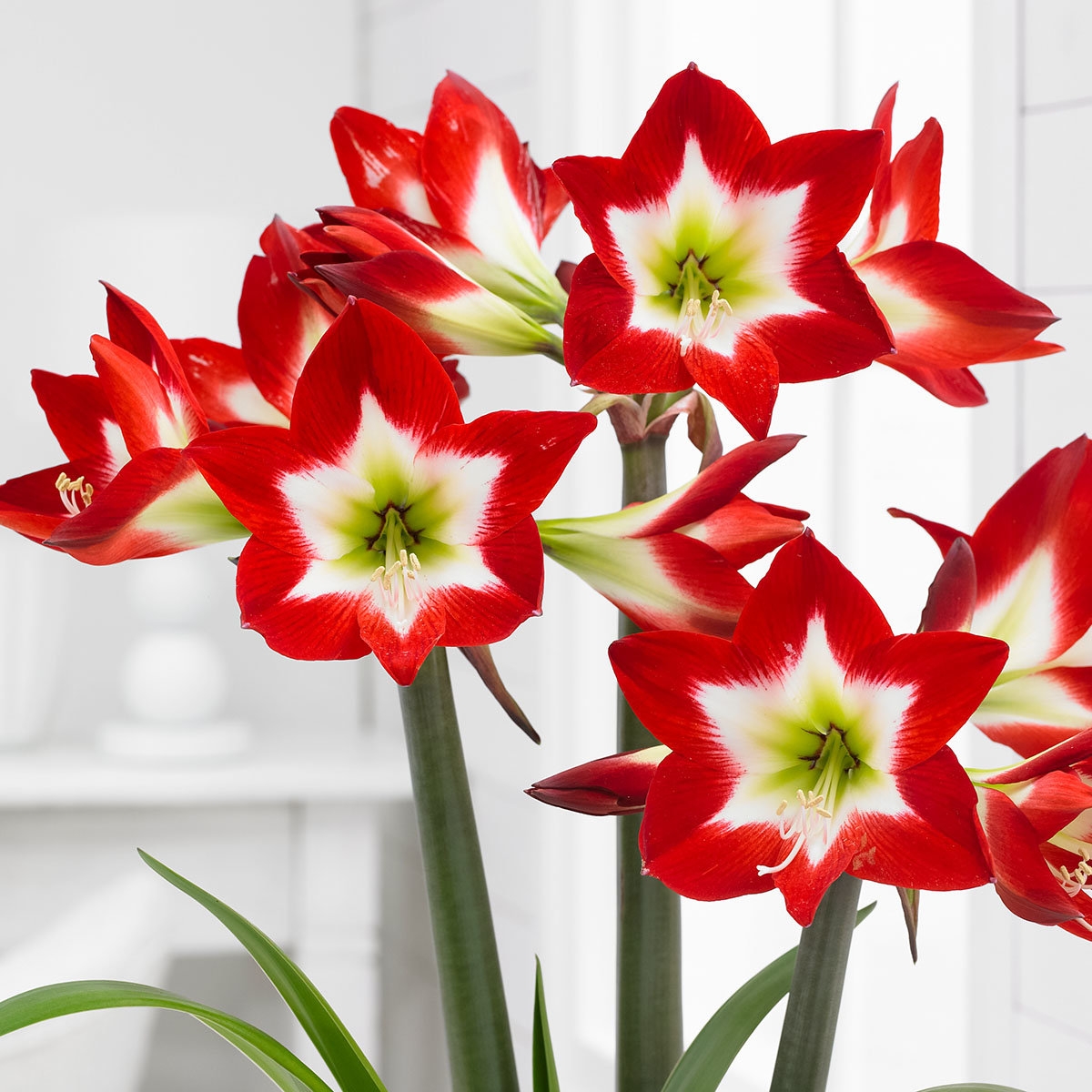 Amaryllis - Tres Chic - Red With White Heart Hippeastrum