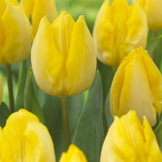 Tulip 'Sunny Prince' - Pack of 12 Bulbs