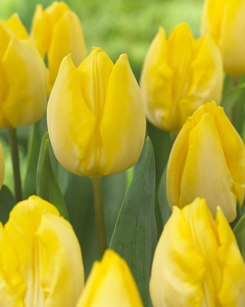 Tulip 'Sunny Prince' - Pack of 12 Bulbs