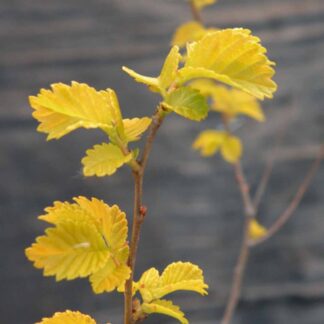 Ulmus Pumila Aurea 'Beijing Gold' - Dwarf Chinese Elm