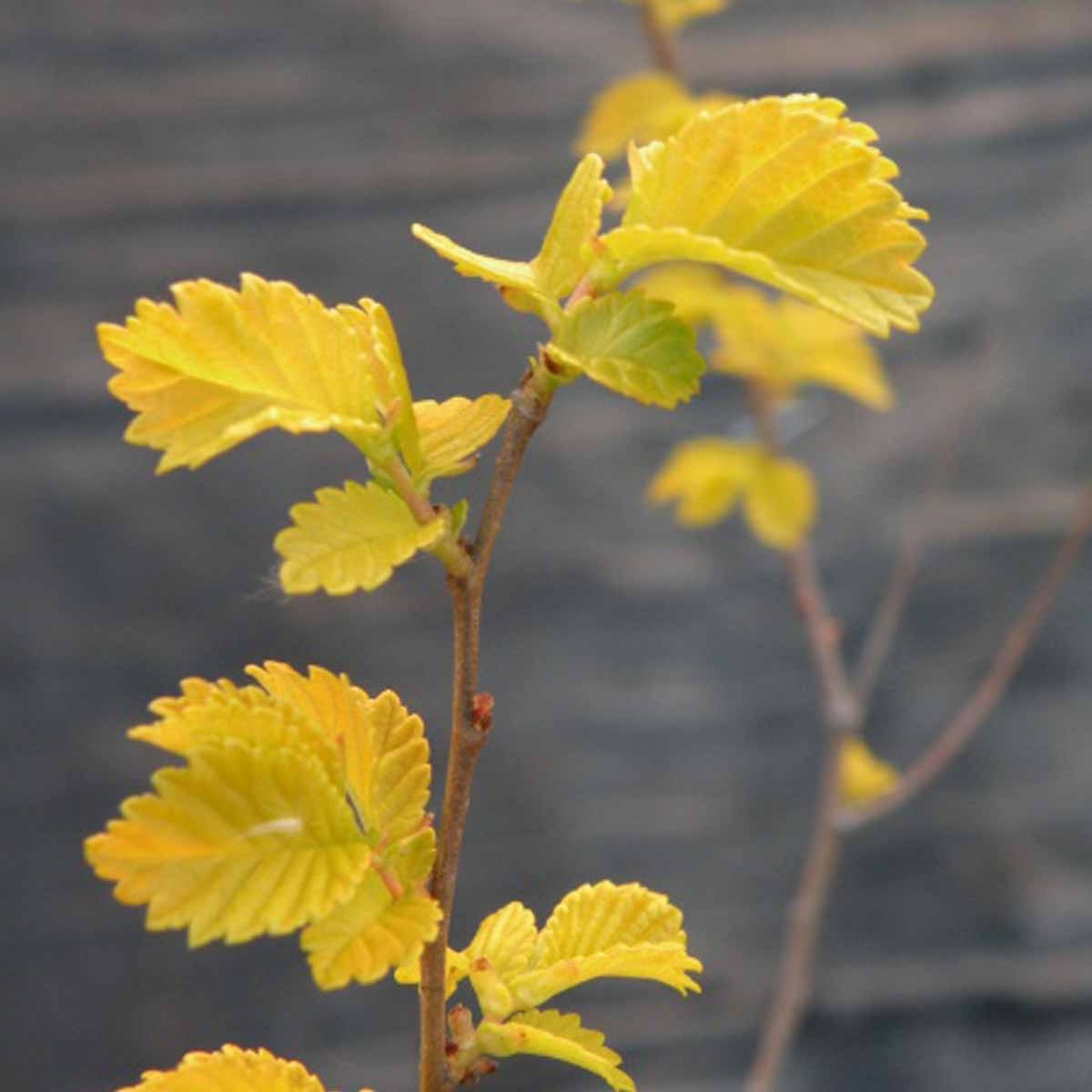 Ulmus Pumila Aurea 'Beijing Gold' - Dwarf Chinese Elm