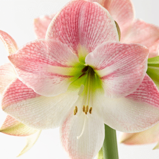Amaryllis - Apple Blossom - Hippeastrum