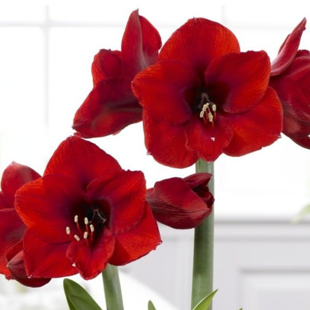 Amaryllis - Red Lion - Hippeastrum