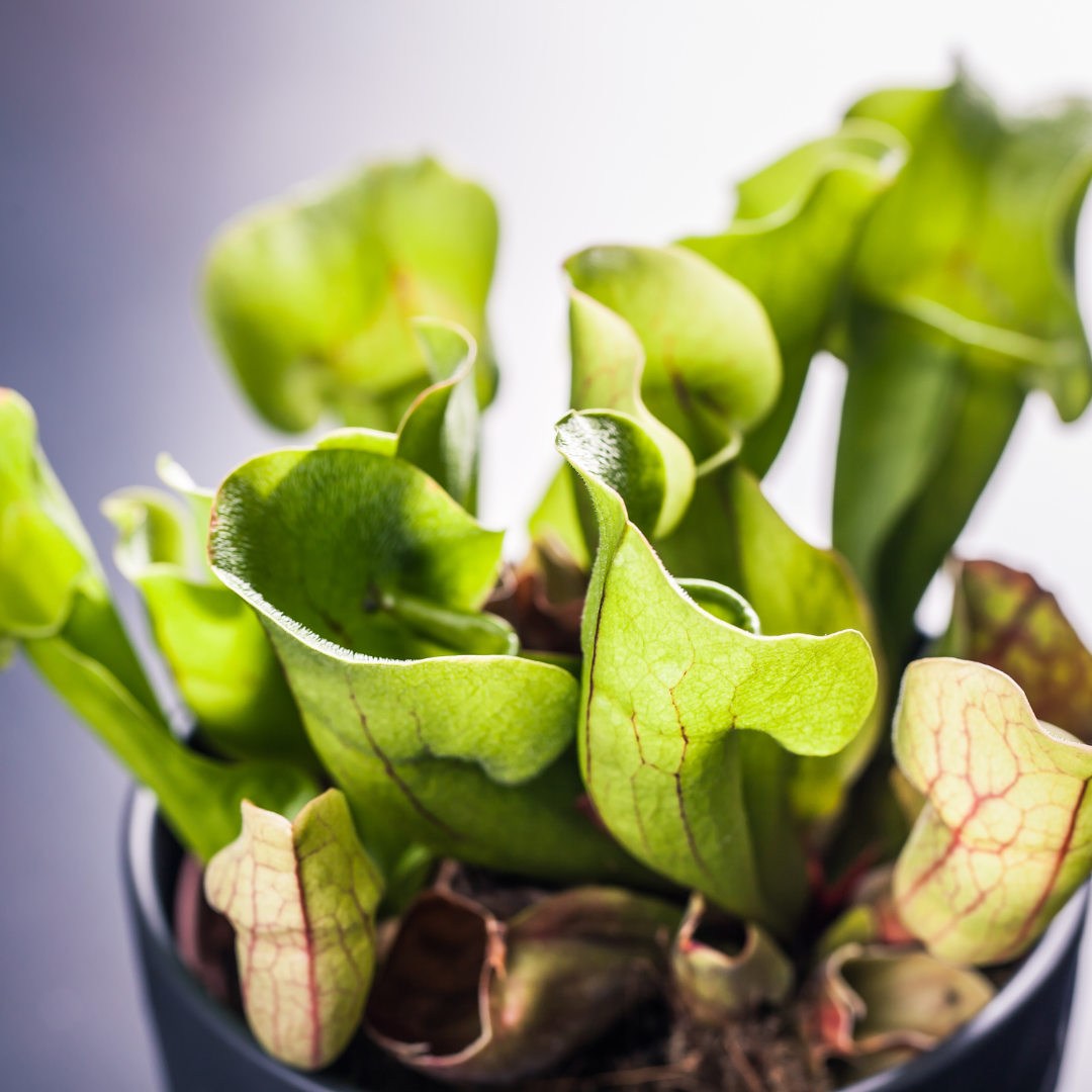 Purple Pitcher Plant - Sarracenia Purpurea Venosa - Carnivorous Plant