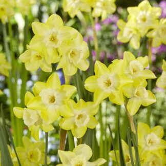 Narcissus Verdin - Pack of 10 Bulbs