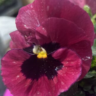 Pansy Red Blotch in Bud & Bloom