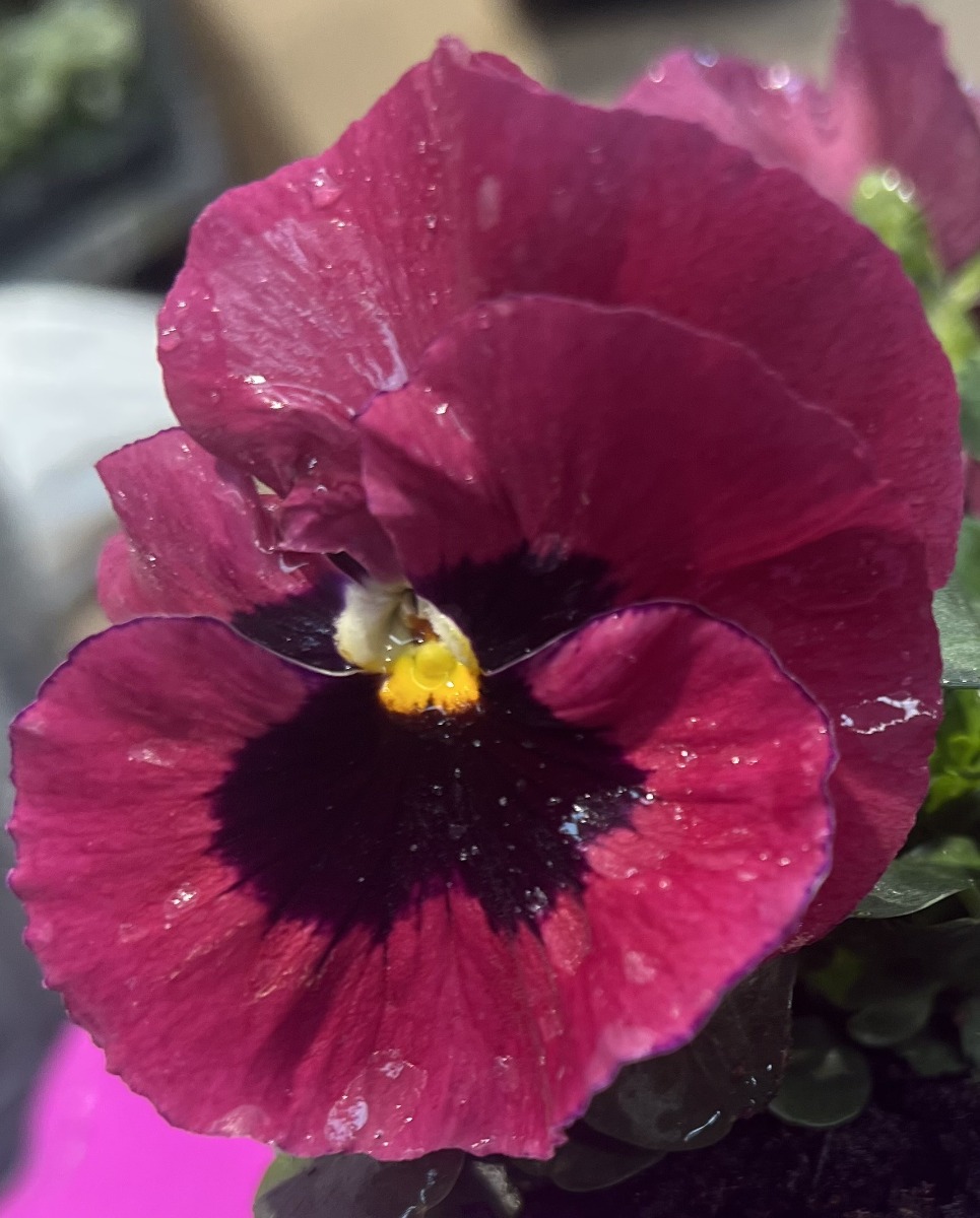 Pansy Red Blotch in Bud & Bloom