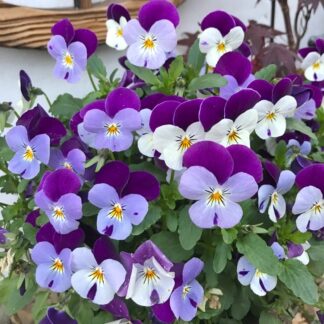 Viola in Bud & Bloom - White-Purple Wing