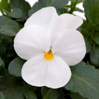 Viola White - in Bud And Bloom