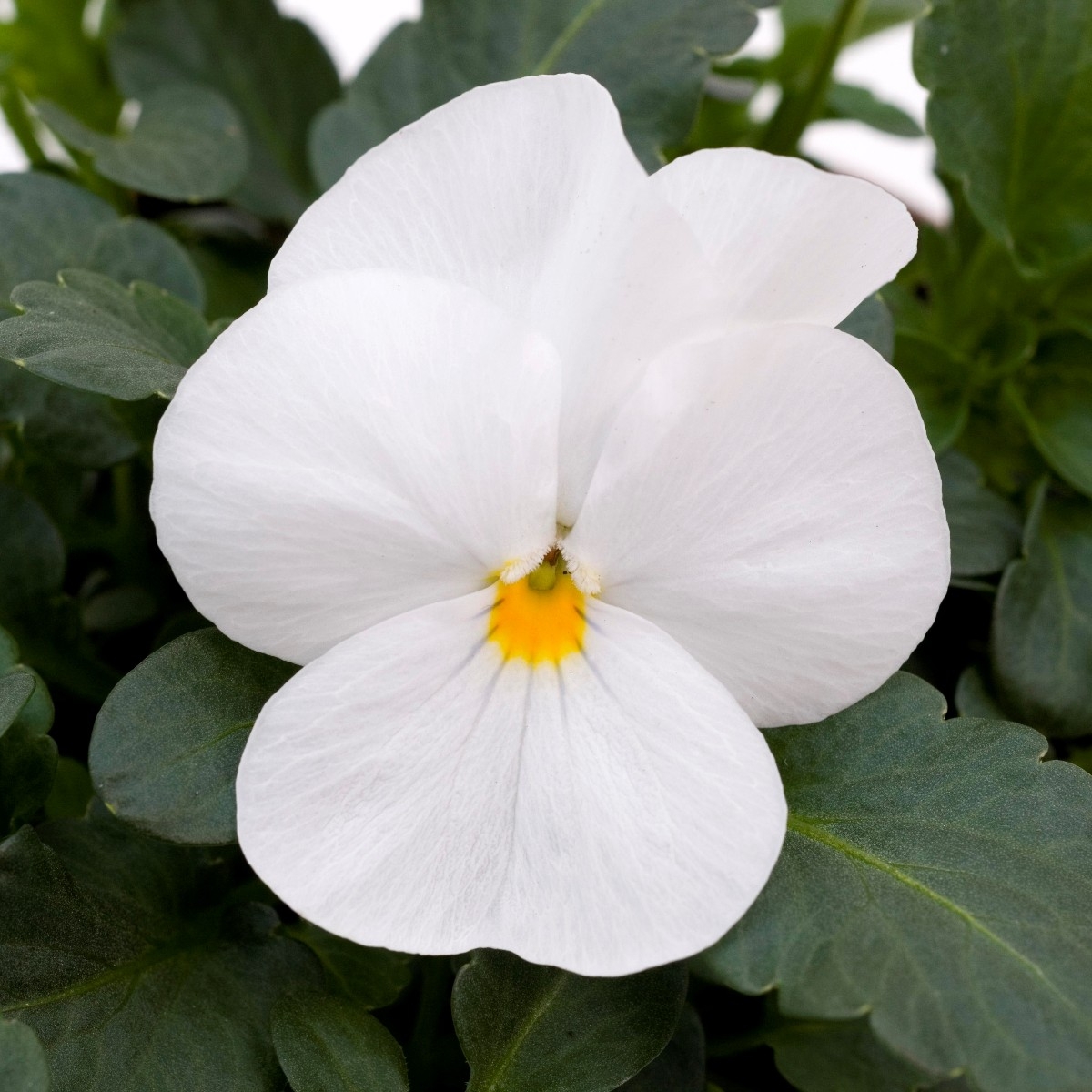 Viola White - in Bud And Bloom