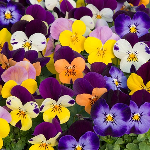 Viola Mix - The Small Flowered Pansy