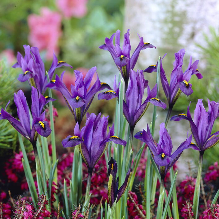 Iris Reticulata J.s. Dijt - Pack of 10 Bulbs