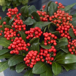 Skimmia Japonica 'Beautiful'