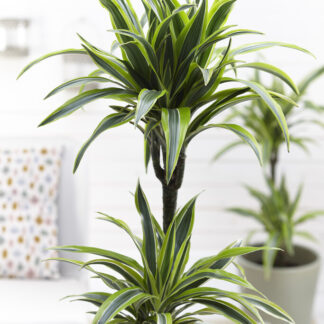 Dracaena Lemon Lime - Dragon Tree 85cm