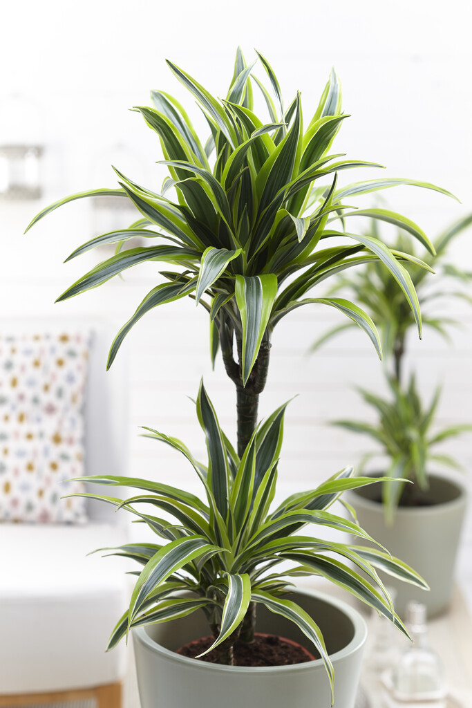 Dracaena Lemon Lime - Dragon Tree 85cm