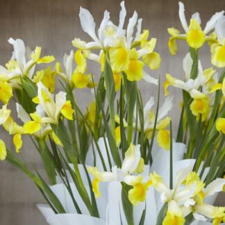 Dutch Iris Montecito - Pack of 10 Bulbs