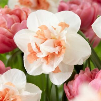 Narcissus - Daffodil My Story - Pack of Five Bulbs