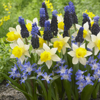 Garden Harmony Spring Flowering Bulb Collection - Pack of 50 Bulbs