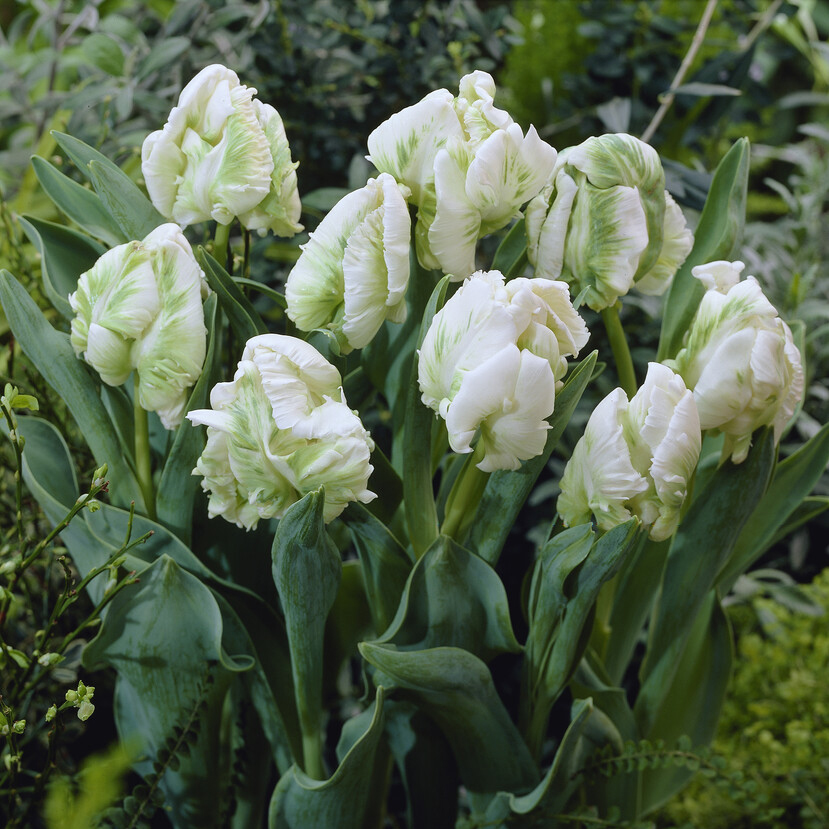 Tulip Super Parrot - Pack of 6
