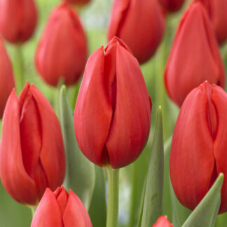 Tulip Kingsblood - Pack of 6