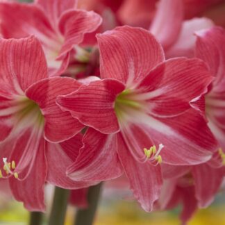 Amaryllis - Neon - Hippeastrum Bulb