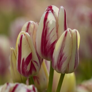 Tulipa Candy Club - Pack of 6