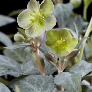 Helleborus Sternii Silver Dollar