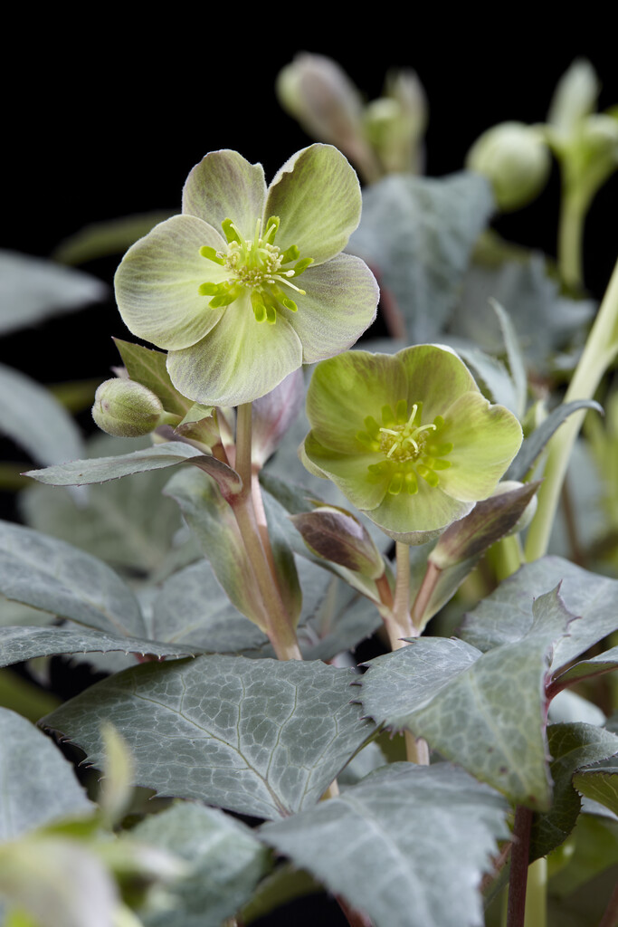 Helleborus Sternii Silver Dollar