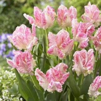 Tulip Cabanna - Pack of 6