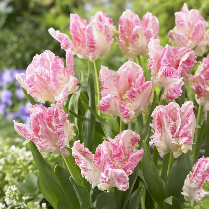 Tulip Cabanna - Pack of 6