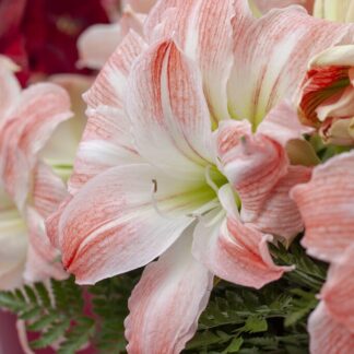 Amaryllis - Giant Amadeus - Hippeastrum Bulb