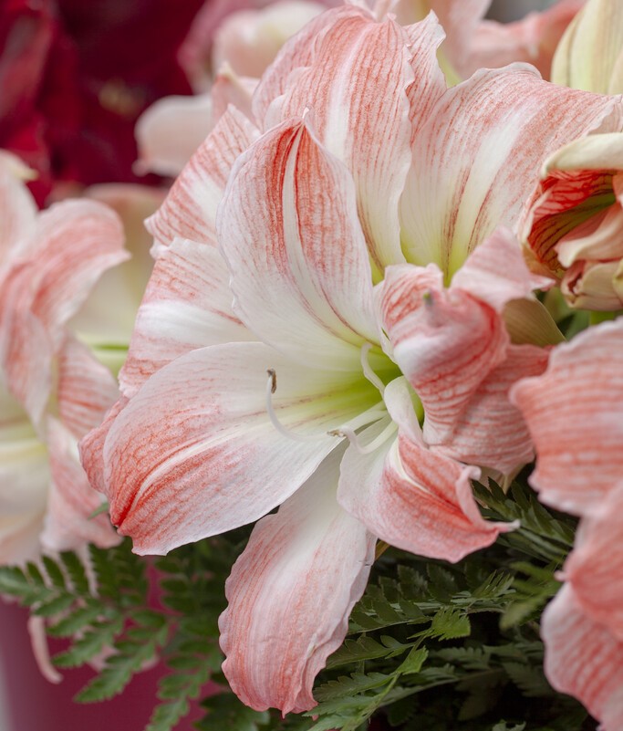 Amaryllis - Giant Amadeus - Hippeastrum Bulb
