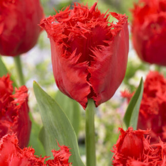 Tulip Indiana - Pack of 6 Bulbs